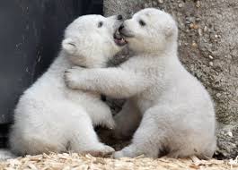 munich photos baby polar bears