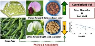 garden pea pisum sativum l genotypes