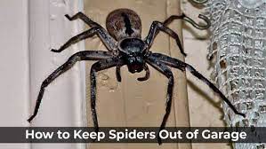 spiders out of your garage
