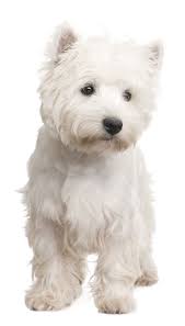 25 best West terrier ideas on Pinterest White terrier West.