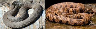 water snakes found in missouri