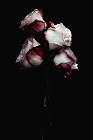 white and red roses on black background