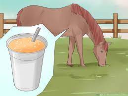 treat stomach ulcers in horses
