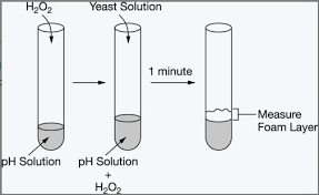 Catalase Is An Enzyme Found In Yeast