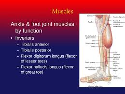The muscular system consists of muscle, which is the tough, elastic tissue that makes body parts move. The Ankle And Foot Joints Ppt Download