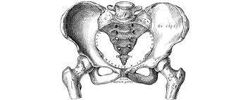 The proper name for the thigh bone. Human Birth Canal Varies More Widely Than Previously Thought The Scientist Magazine