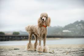 why poodles are so often misunderstood