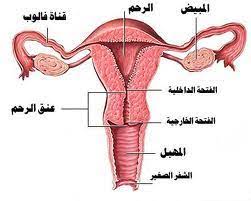 غشاء البكر اين يقع