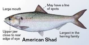 Fishing Striped Bass Nj Fishing Bass Fishing Charter