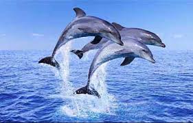 Image result for les dauphins