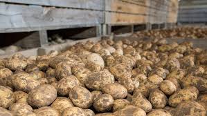 10 Ways To Improve Potato Storage Management Farmers Weekly