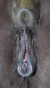 File:Horse anus and vulva 2-4.jpg - Wikimedia Commons