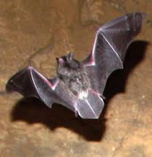 dnr fish wildlife indiana bat