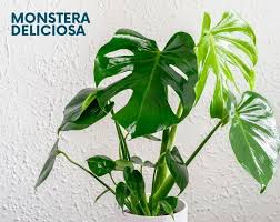 12 Popular House Plants For Your Home