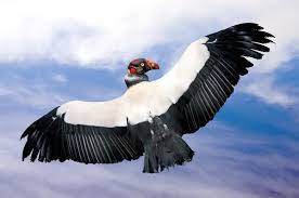 Roi vautour images libres de droit, photos de Roi vautour | Depositphotos