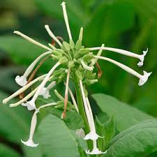The royal horticultural society is the uk's leading gardening charity. Flowering Tobacco Nicotiana Sylvestris Finegardening