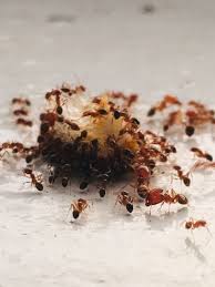 get rid of ants in your nyc house
