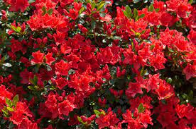 15 Red Flowering Plants To Consider For