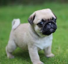 Resultado de imagen para PUG