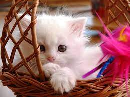 sweet baby cat white cat kitten