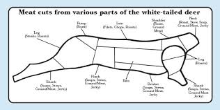 White Tailed Deer Diagram List Of Wiring Diagrams