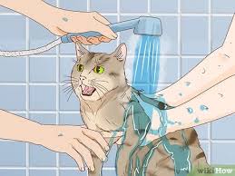 When should you do it? How To Bathe An Angry Cat With Minimal Damage 12 Steps