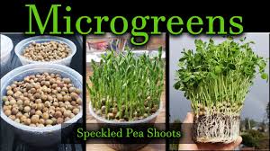 how to grow microgreens the series