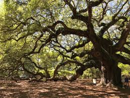 angel oak is the most amazing natural
