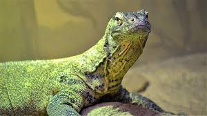 komodo dragon hd wallpapers and backgrounds