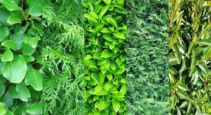 Top 5 Plants For A Garden Hedge