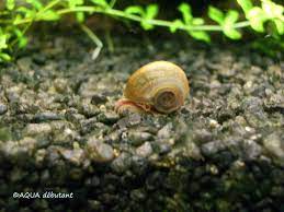 Les escargots et autres invertébrés – AQUA débutant