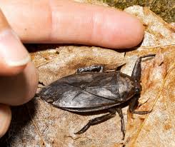 nature giant water bugs vicious when