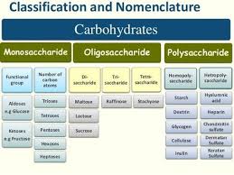 Definition Function And Classification Of Carbohydrates