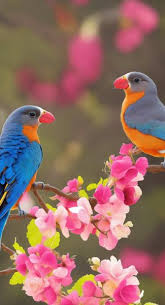 free image a beautiful love birds