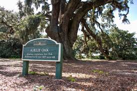 half millennium old airlie oak gets tlc