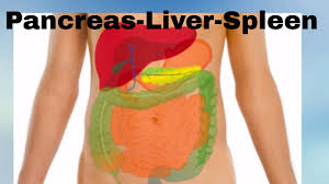 Pancreas Liver Spleen Organs Of The Human Body