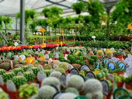 Plant S And Nurseries In Melbourne