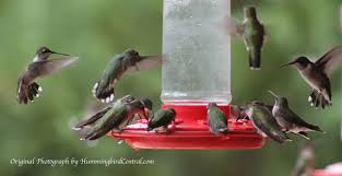 Hummingbird Migration In The Spring And Fall Through The