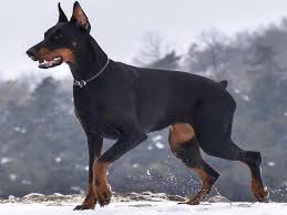 The most dangerous dogs in the world might look really cute and harmless until something triggers an aggressive behavior. The 10 Most Aggressive And Dangerous Dog Breed In The World