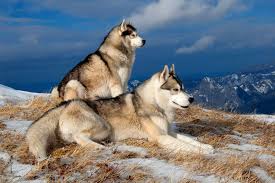 50 siberian husky hd wallpapers and