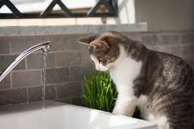 Cucumbers are high in water content, so feeding him a few slices can be a good way to provide him with extra hydration, says liff. Why Do Cats Hate Water Reader S Digest