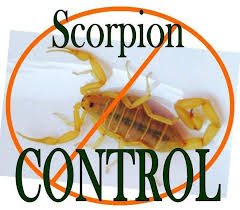 Need professional inspections in oro valley, az? Does Regular Pest Control Kill Scorpions Responsible Pest