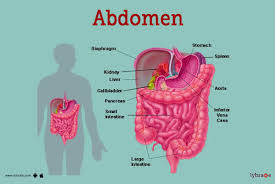 abdomen human anatomy image
