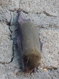 Let Sleeping Bats Hang The Slowvelder