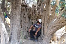 this olive tree in bethlehem has stood