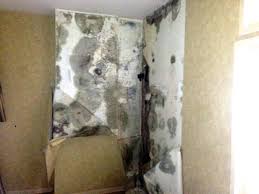How To Interpret Mold Test Results