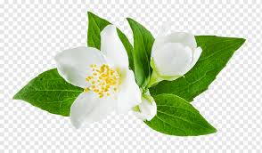jasmine flower png images pngwing
