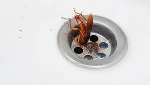 the drain to kill roaches