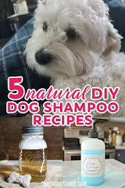 5 all natural diy dog shoo recipes