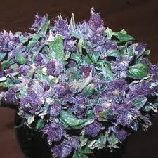 Bliksem — sander van doorn, purple haze. Purple Haze Weed Strain For Sale Buy Marijuana Online Cannabis For Sale
